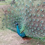 Drevenica Pod Vrbami S Farmou A Zvieratami