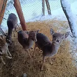 Chalet Drevenica Pod Vrbami S Farmou A Zvieratami *