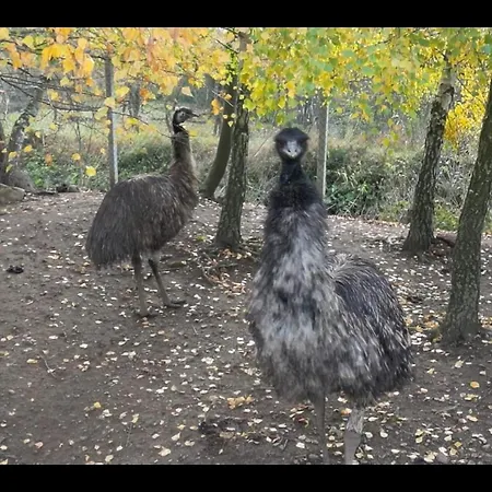 Drevenica Pod Vrbami S Farmou A Zvieratami Alpesi faház