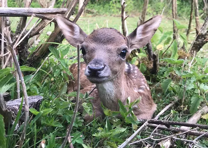 Drevenica Pod Vrbami S Farmou A Zvieratami Alpesi faház Szepestótfalu