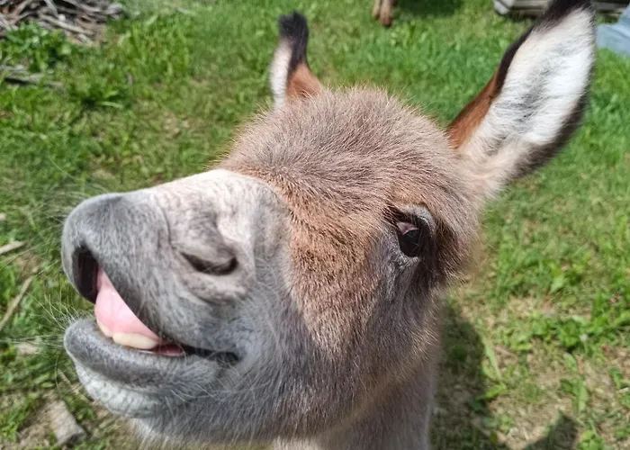 Drevenica Pod Vrbami S Farmou A Zvieratami Szepestótfalu