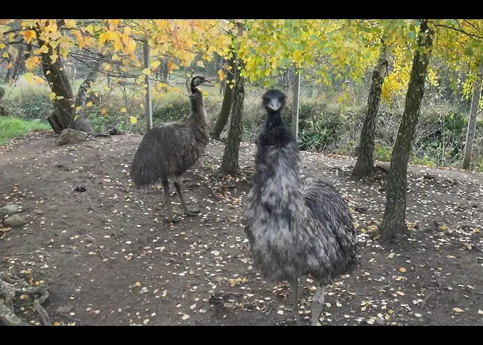Drevenica Pod Vrbami S Farmou A Zvieratami Alpesi faház