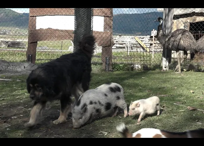 Alpesi faház Drevenica Pod Vrbami S Farmou A Zvieratami *