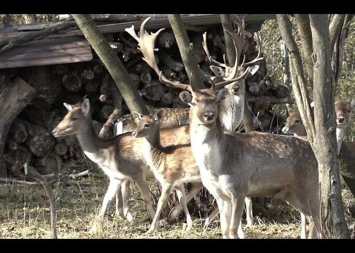 Drevenica Pod Vrbami S Farmou A Zvieratami Alpesi faház Szepestótfalu