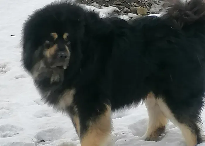 Drevenica Pod Vrbami S Farmou A Zvieratami *