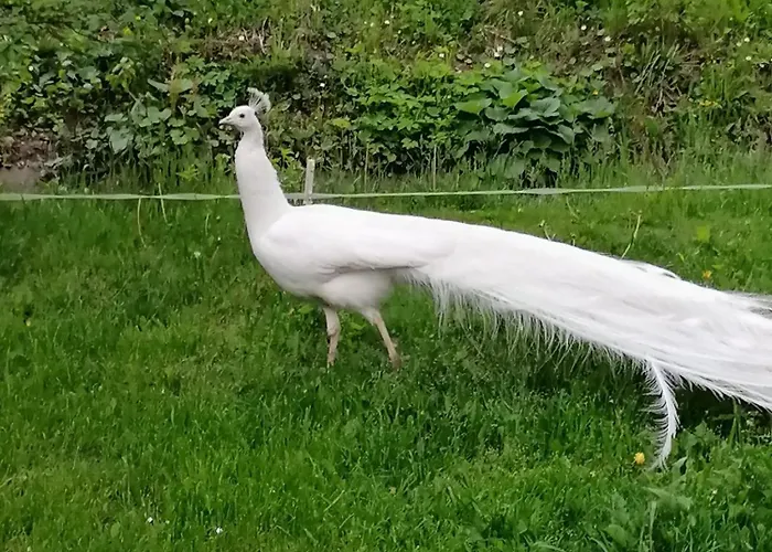 Drevenica Pod Vrbami S Farmou A Zvieratami Szepestótfalu