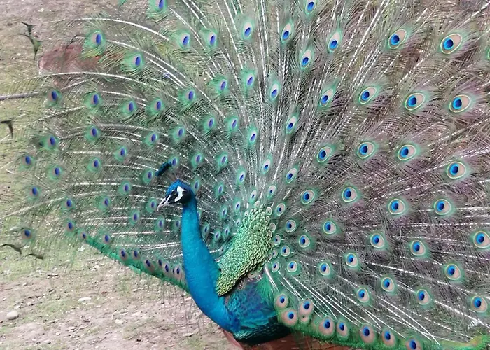 Drevenica Pod Vrbami S Farmou A Zvieratami