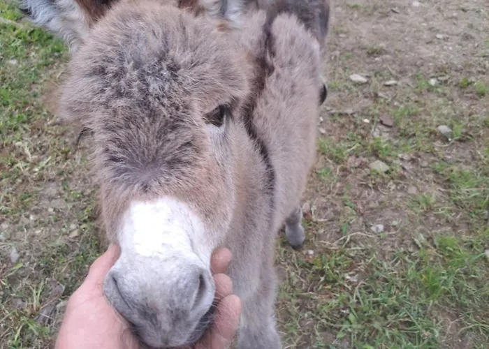 Alpesi faház Drevenica Pod Vrbami S Farmou A Zvieratami *