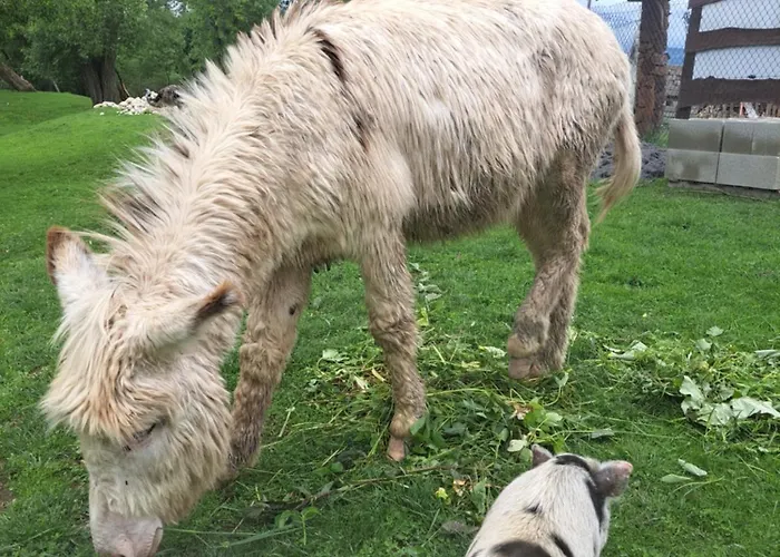 Drevenica Pod Vrbami S Farmou A Zvieratami