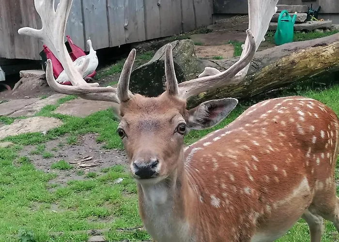 Drevenica Pod Vrbami S Farmou A Zvieratami Szepestótfalu