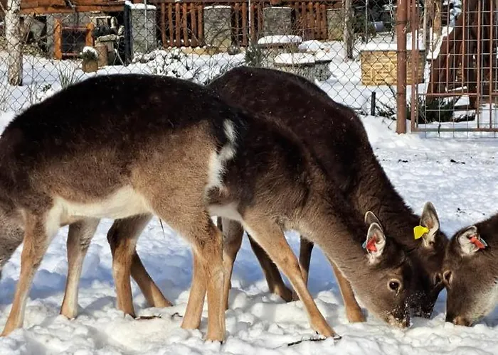 Drevenica Pod Vrbami S Farmou A Zvieratami * Szepestótfalu