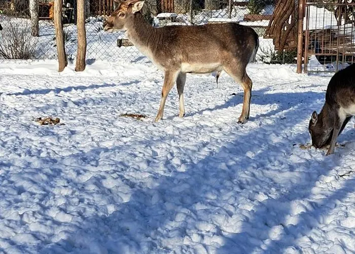 Drevenica Pod Vrbami S Farmou A Zvieratami *