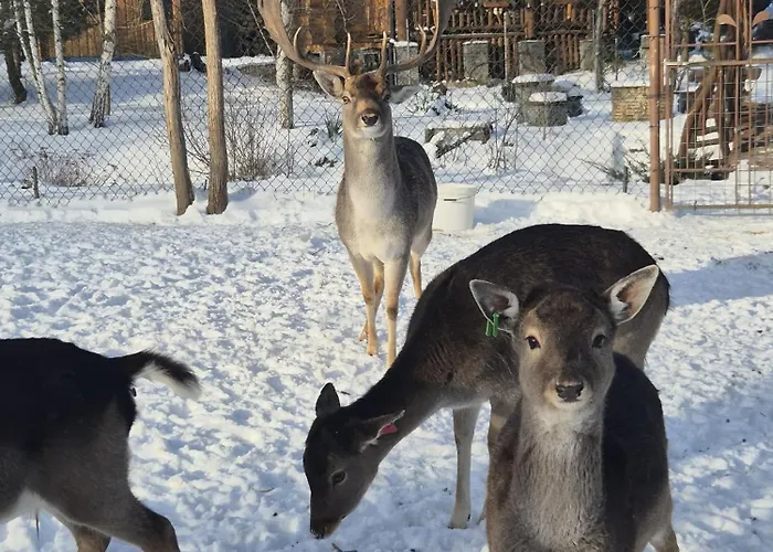Drevenica Pod Vrbami S Farmou A Zvieratami * Szepestótfalu