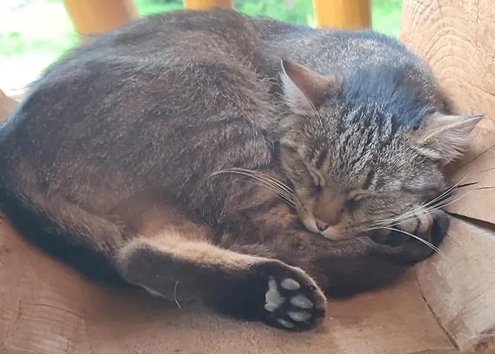 Drevenica Pod Vrbami S Farmou A Zvieratami Alpesi faház Szepestótfalu